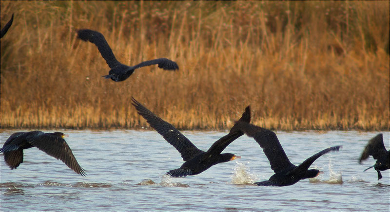 Corb marí gros (Phalacrocorax carbo)