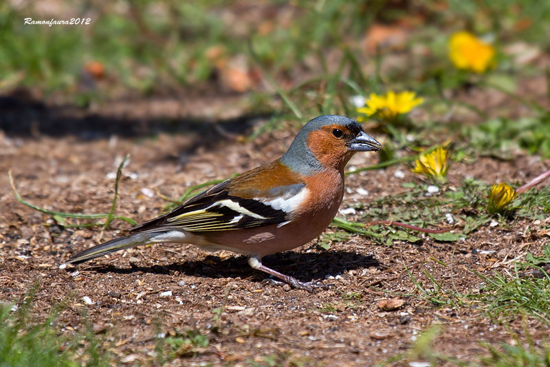 Ocells de la Garrotxa:Pinsà