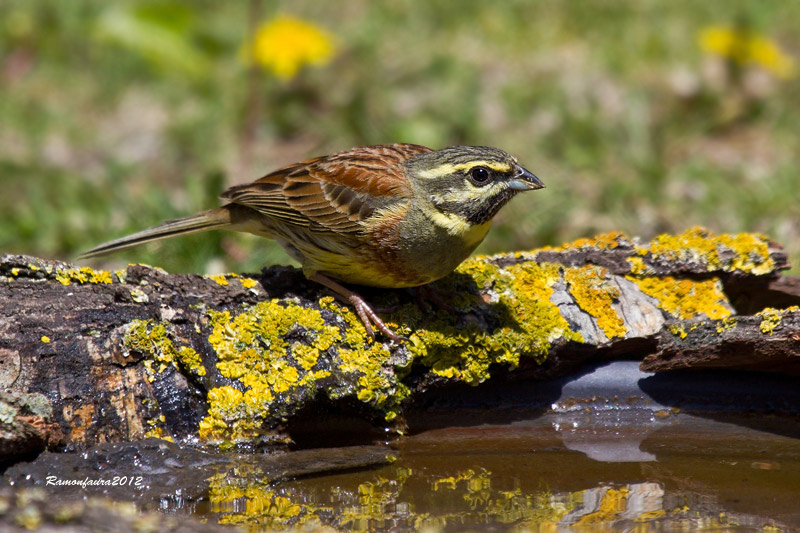 Ocells de la Garrotxa:Gratapalles