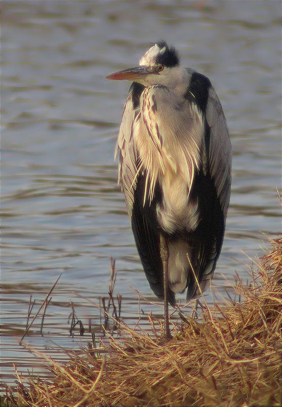 Bernat pescaire (Ardea cinerea)