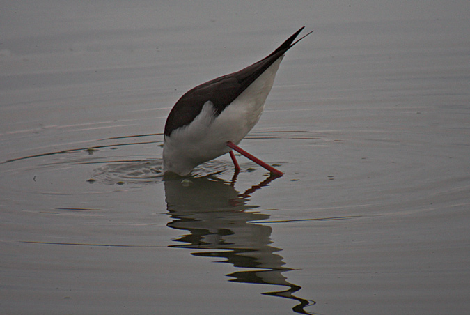 Cames llargues (Himantopus himantopus)