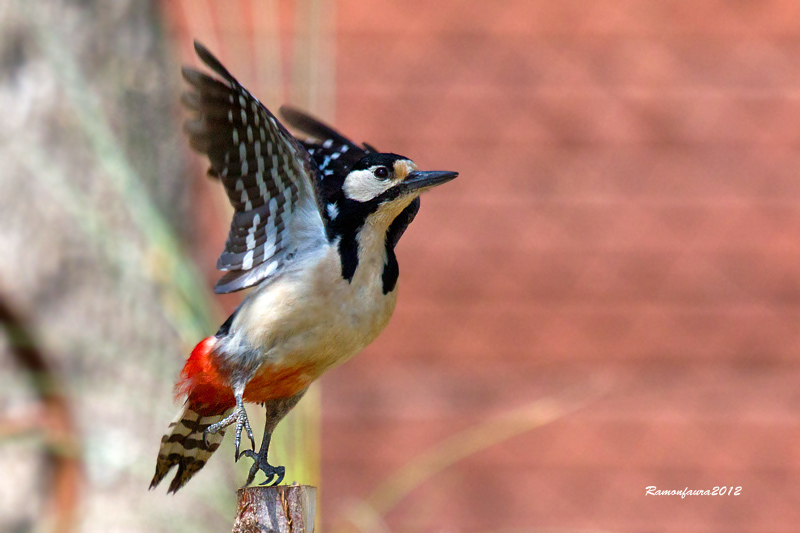 Ocells de la Garrotxa:Picot Garcer Gros