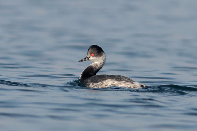 Cabussó collnegre. Podiceps nigricollis.