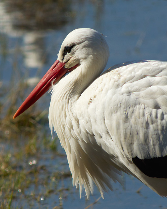 Cigonya blanca (Ciconia ciconia)