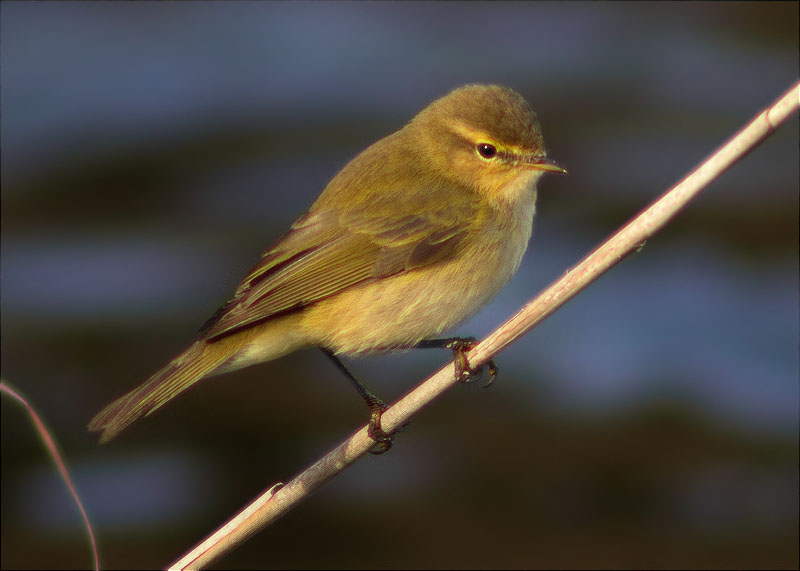 Mosquiter comú (Phylloscopus collybita)