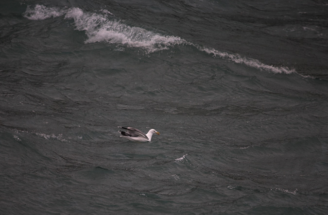 Gavià argentat (Larus cachinnans) 1de6