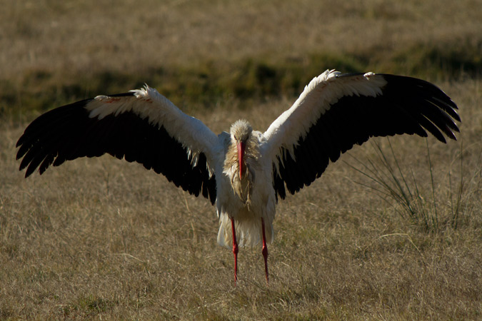 Cigonya blanca II(Ciconia ciconia)