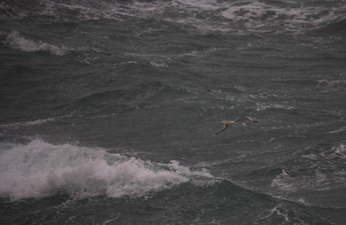 Gavià argentat (Larus cachinnans) 4de6