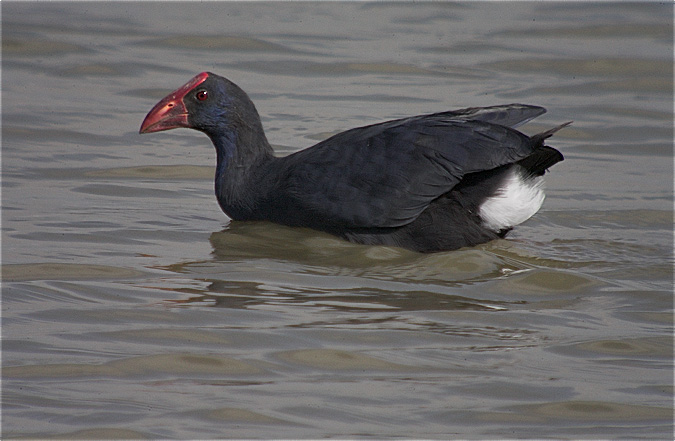 Polla blava (Porphyrio porphyrio)