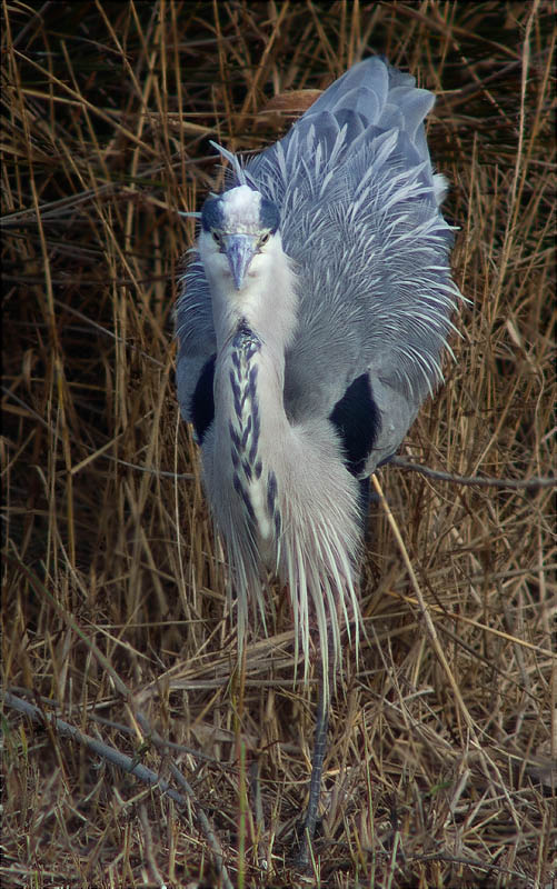 Bernat pescaire (Ardea cinerea)