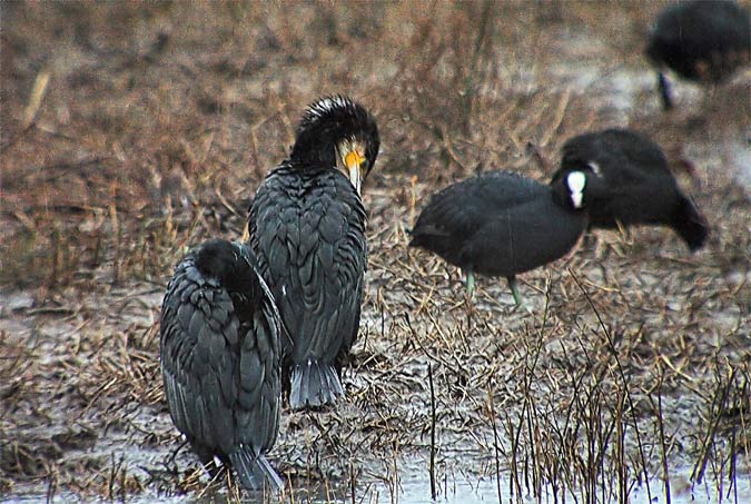 Corb marí gros (Phalacrocorax carbo)