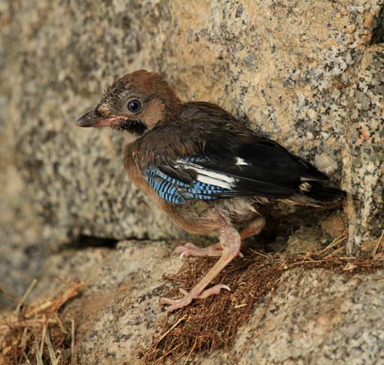 Jove de gaig 3 (5/5) (Garrulus glandarius)