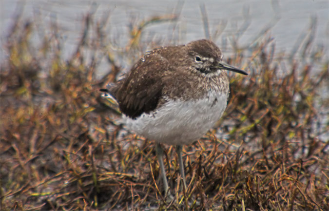 Xivita (Tringa ochropus)