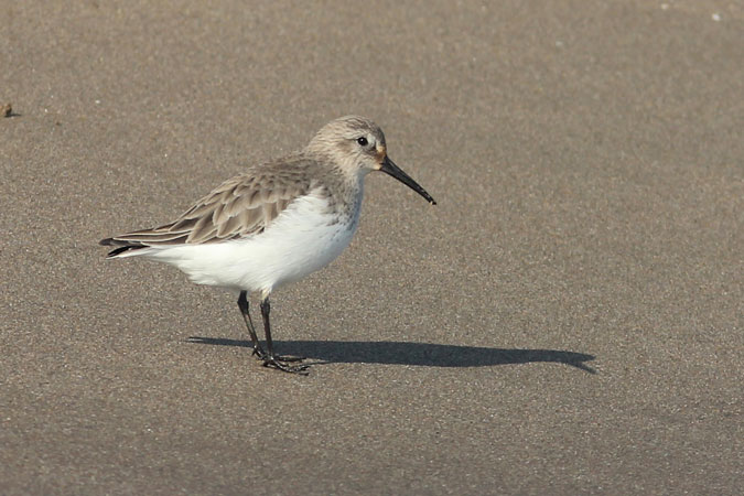 Territ variant. Calidris alpina