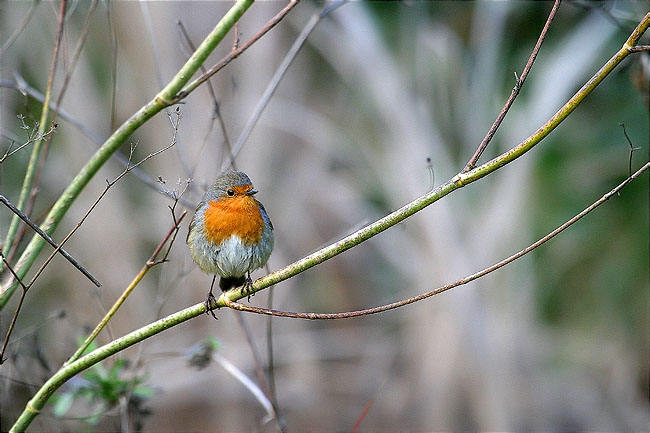 Pit Roig (Erithacus rubecula)