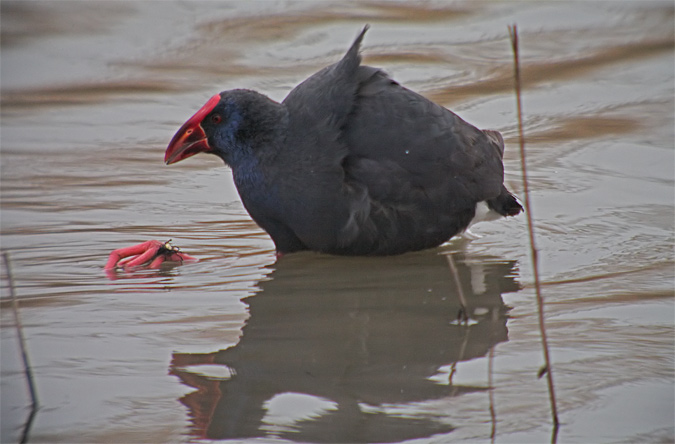 Polla blava (Porphyrio porphyrio)