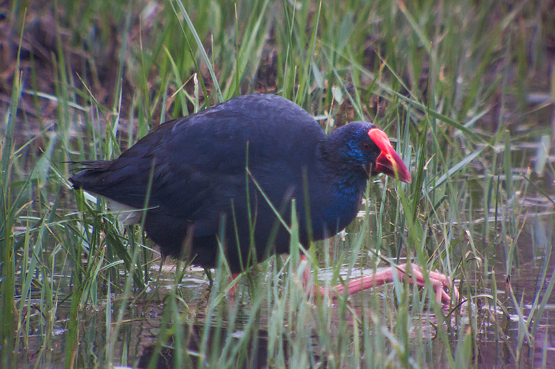 Polla blava (Porphyrio porphyrio)