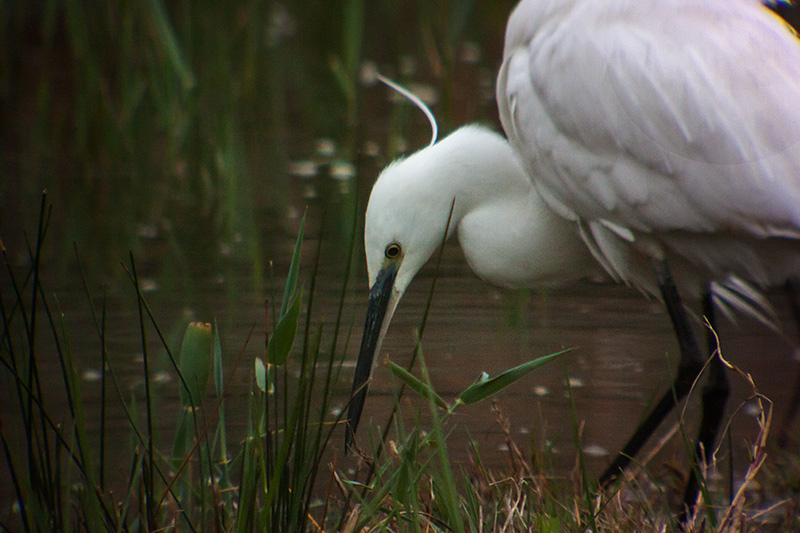 Martinet blanc (Egretta garzetta)