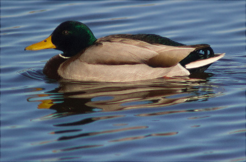 Mascle d'Ànec collverd (Anas platyrhynchos)