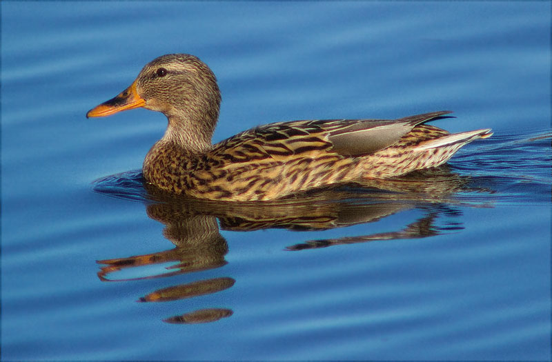 Femella d'Ànec collverd (Anas platyrhynchos)