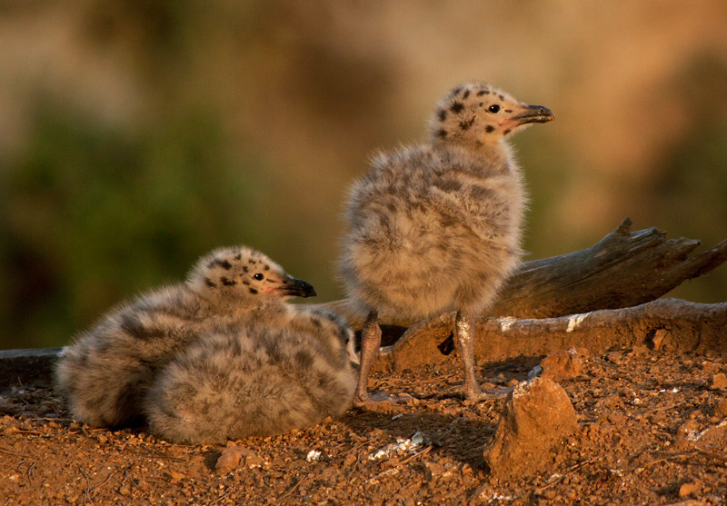 Pollets i pollastres 4 (Larus michahellis)