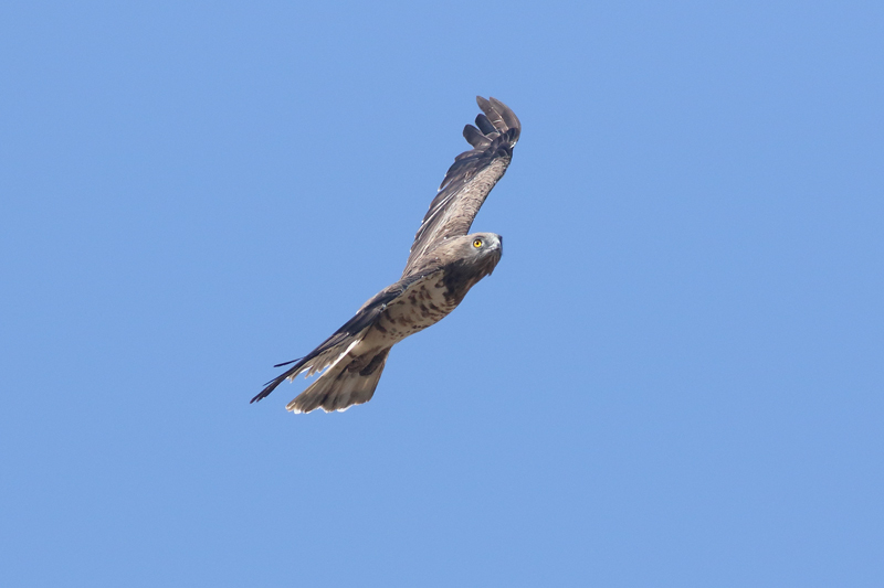 Aguila culebrera