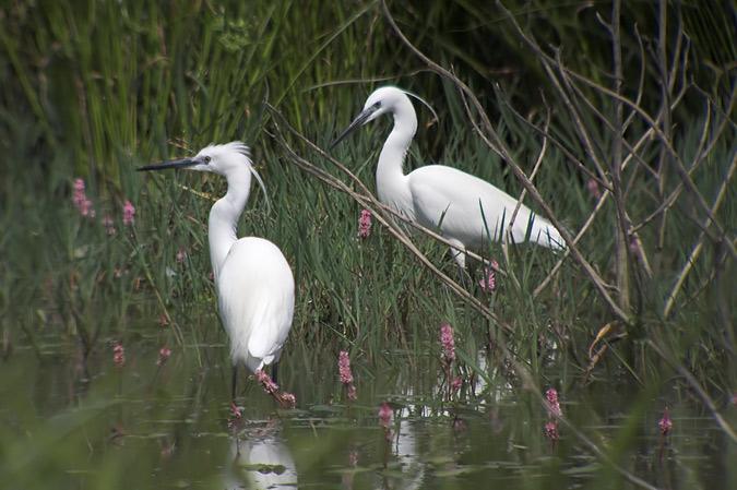 Martinet blanc ( Egretta garzetta)