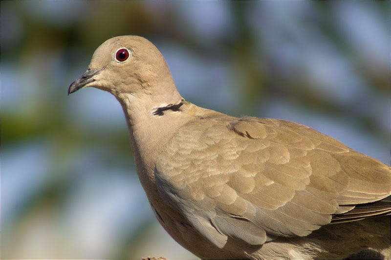 Tórtora turca (Streptopelia decaocto)