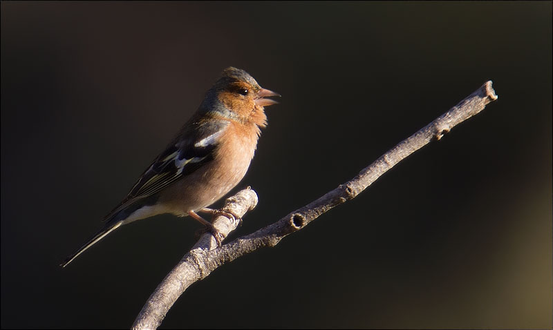 Mascle de Pinsà comú (Fringilla coelebs)