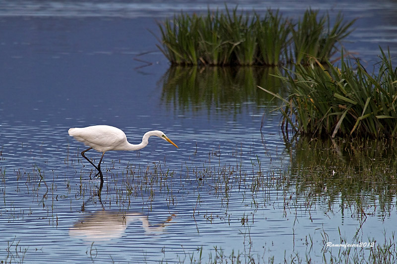 Visitants estivals del PNAE: Agró Blanc