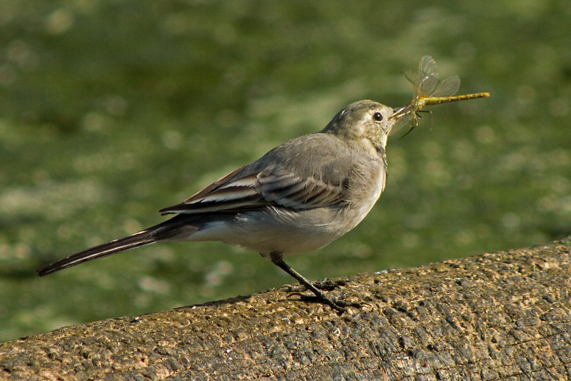 Cuereta blanca vulgar (Motacilla alba)