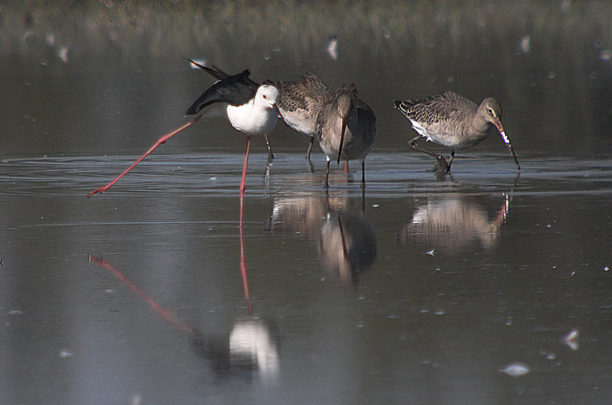 Cames llargues i Tetol (Himantopus himantopus i Limosa limosa)