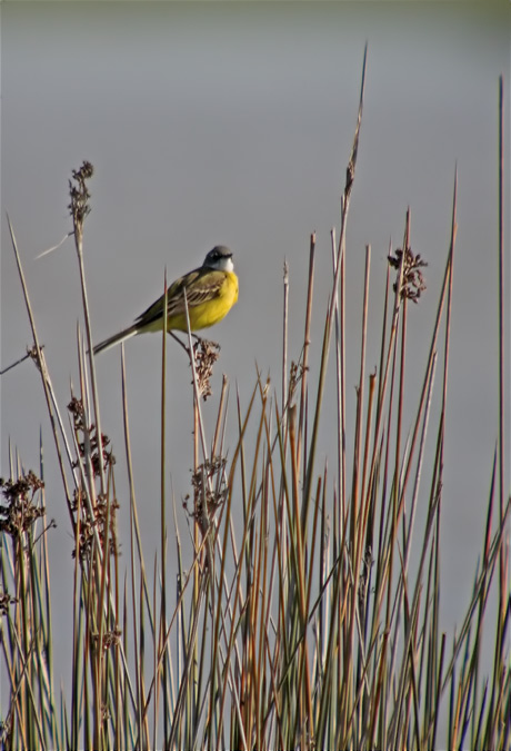 Cuereta groga (Motacilla flava).