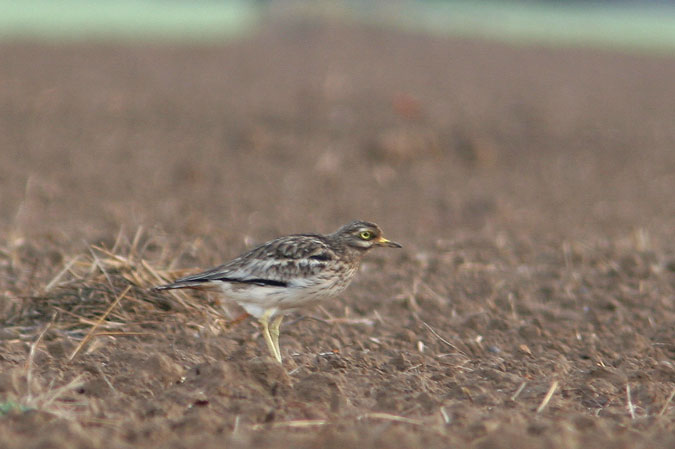 Torlit.burhinus oedicnemus