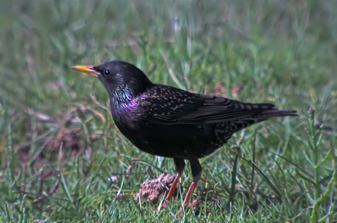 Estornell vulgar (Sturnus vulgaris)