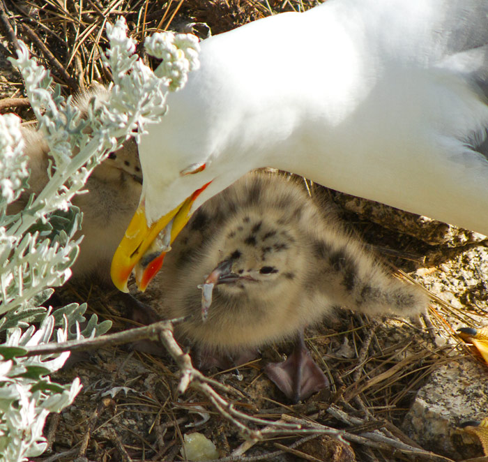 Pollets i pollastres 5 (Larus michahellis)