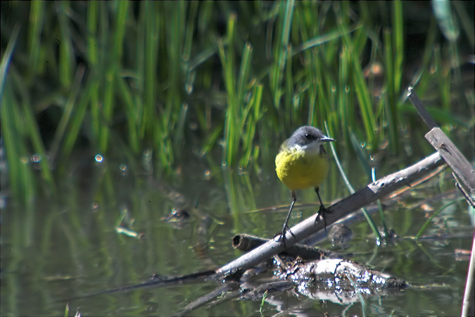 Cuereta groga (Motacilla flava).