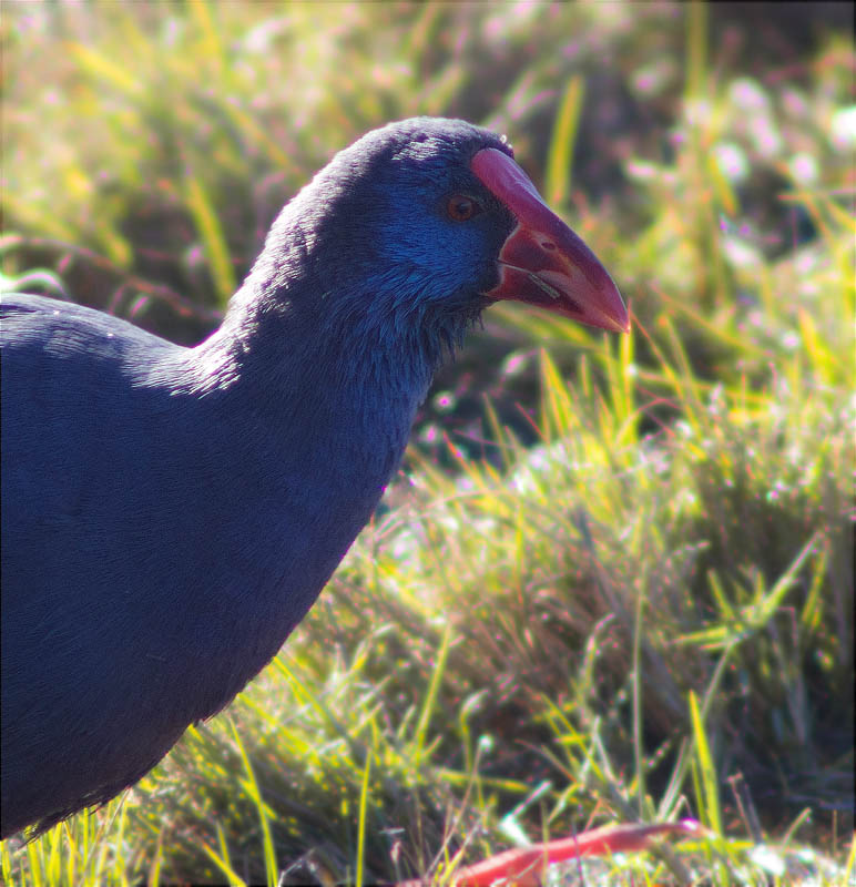 Polla blava (Porphyrio porphyrio)