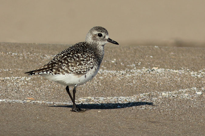 Pigre gris. Pluvialis squatarola