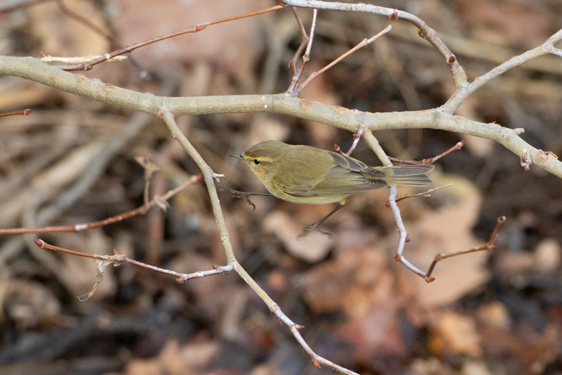 Mosquitero común