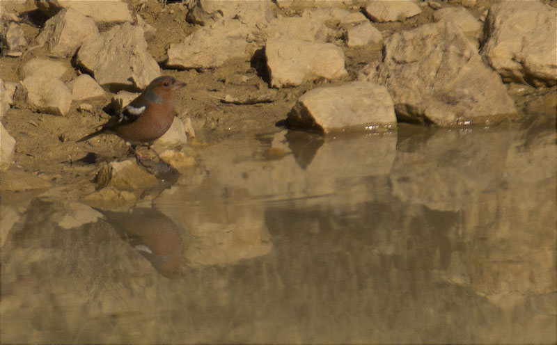 Mascle de Pinsà comú (Fringilla coelebs)