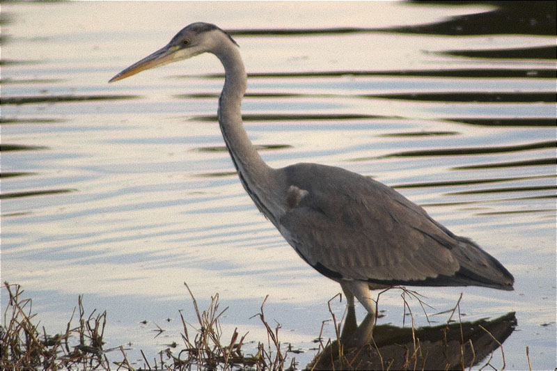 Bernat pescaire (Ardea cinerea)