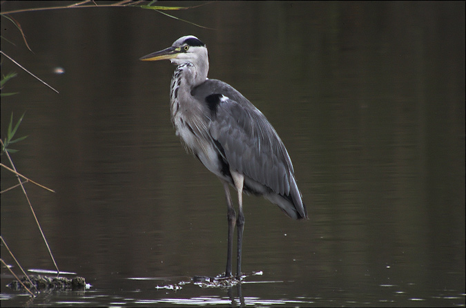 Bernat pescaire (Ardea cinerea)