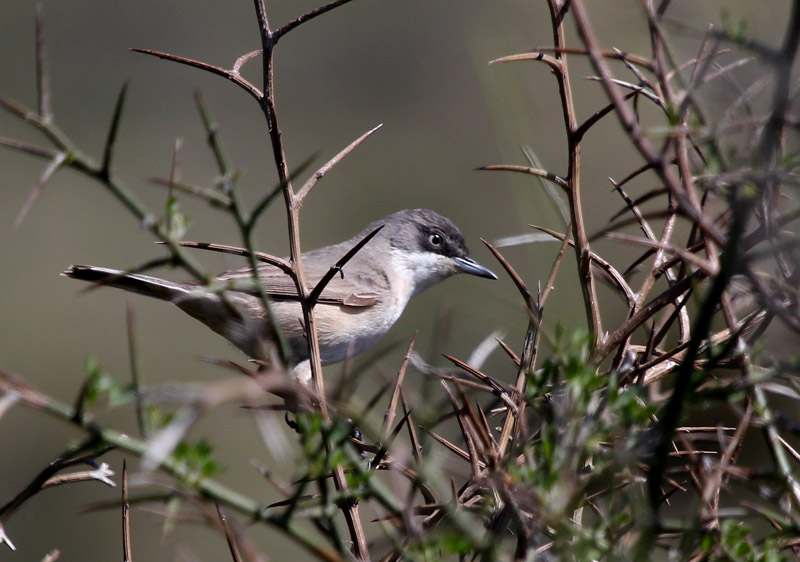 Tallarol emmascarat (Sylvia hortensis)