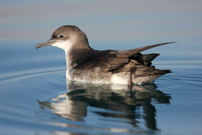 Baldriga mediterránia. Puffinus yelkouan