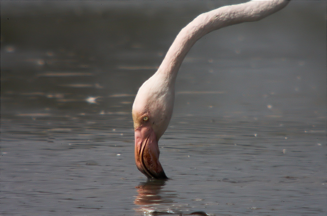 Flamec (Phoenicopterus roseus)