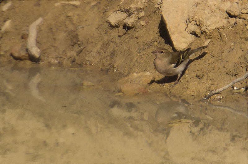 Femella de Pinsà comú (Fringilla coelebs)