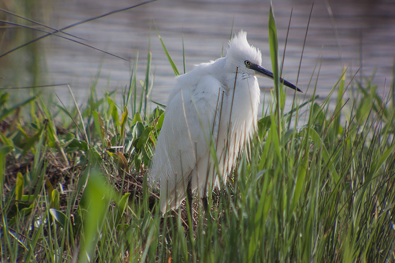 Martinet blanc (Egretta garzetta)