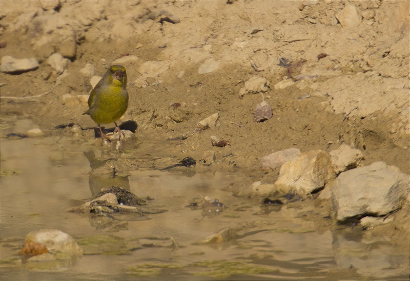 Mascle de Verdum (Carduelis chloris)