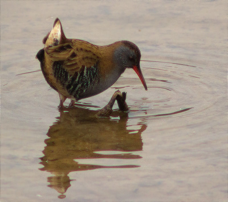 Rascló (Rallus aquaticus)